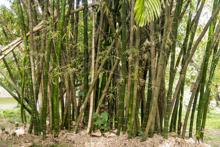 美洲森林热带植被