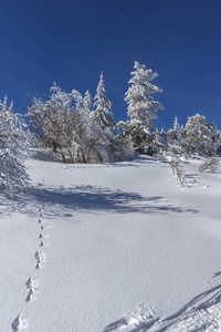 令人惊奇的冬季景观维托沙山，雪覆盖的树木，索菲亚城地区，保加利亚