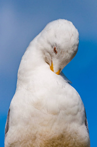 特写白海鸥清洗羽毛的肖像。 阿根廷幼虫或欧洲鲱鱼海鸥是一只长达65厘米的大海鸥。 最著名的海鸥之一