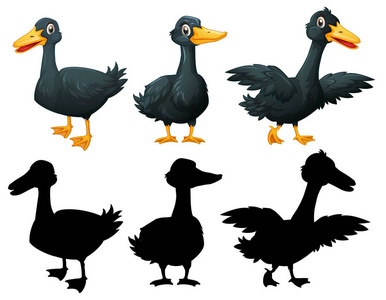 白色背景图上的一组黑鸭