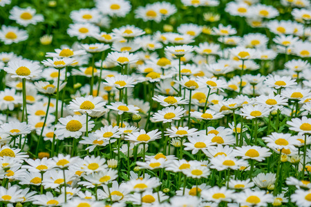 盛开的白色花瓣洋甘菊或花菊，如花在春天的季节
