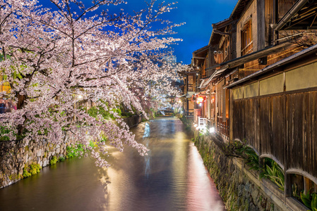 京都日本在白川河在京都吉翁区春季樱花盛开季节。