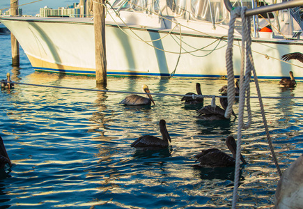 一群棕色的寻找食物。 背景上美丽的船。 迈阿密菲公园
