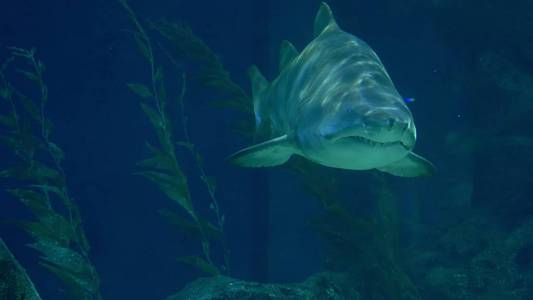 水下世界, 鲨鱼在水下游泳。特写捕食者