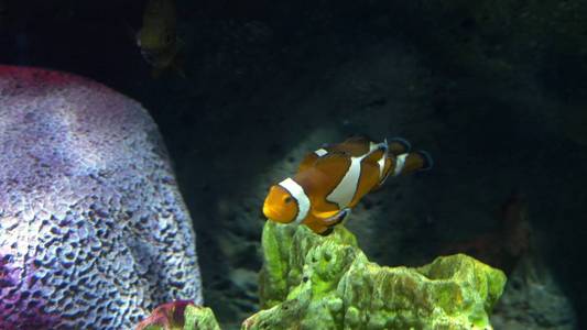 水下世界, 许多五颜六色的鱼珊瑚礁。小丑鱼或海葵鱼