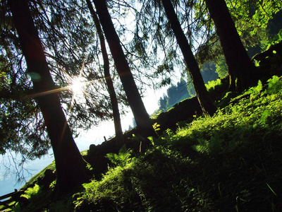 瑞士圣加伦州丘尔弗林登山脉和瑟塔尔山谷之间斜坡上的树木和混合森林