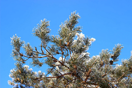 美丽的松树枝，顶着蓝天。