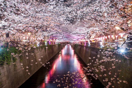 樱花在日本东京夜间排列着巨型运河。 四月在日本东京的春天。