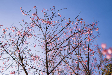 春天开着粉红色的花，美丽的大自然