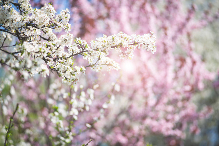新鲜盛开的野樱桃在粉红色模糊的背景下神奇的春天。