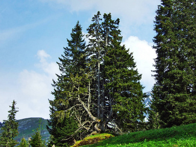 瑞士圣加仑苏尔弗伦山脉和苏尔塔尔河谷之间山坡上的树木和常绿森林