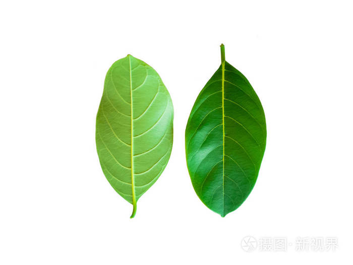 白色背景下的菠萝蜜树和泰国水果的叶子