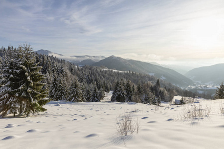 白雪覆盖着杉树的山景