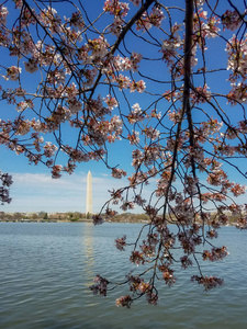 华盛顿纪念方尖碑在一年一度的美国华盛顿特区樱花节期间在潮汐盆地看到