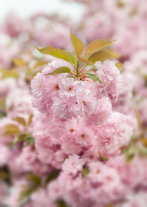 春季时间概念。 樱花盛开。 樱花花。 樱花日本春花。 粉红色樱花花