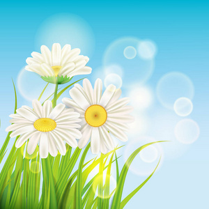 春天雏菊背景新鲜的绿草, 宜人多汁的春天颜色, 向量, 例证, 模板, 横幅, 隔绝