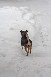 冬天雪中小狗站在镜头前