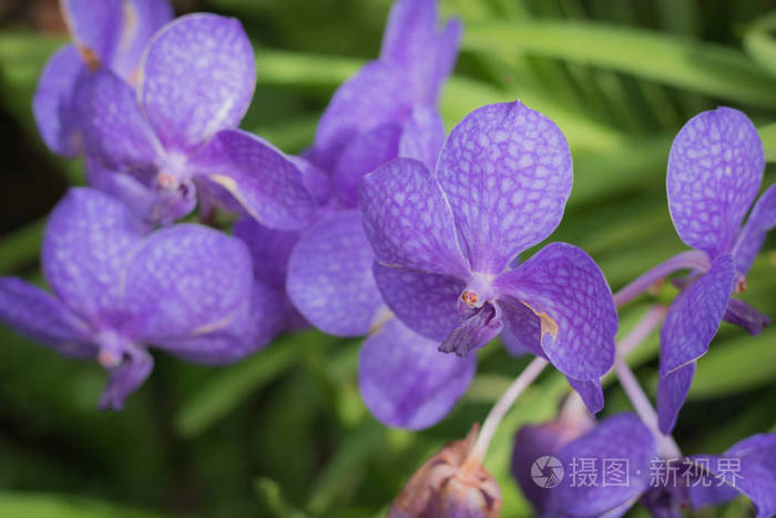 紫罗兰兰花紫兰花模糊的背景.