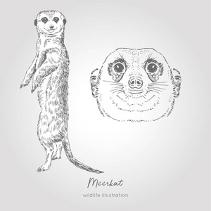 meerkat 的向量手绘剪影