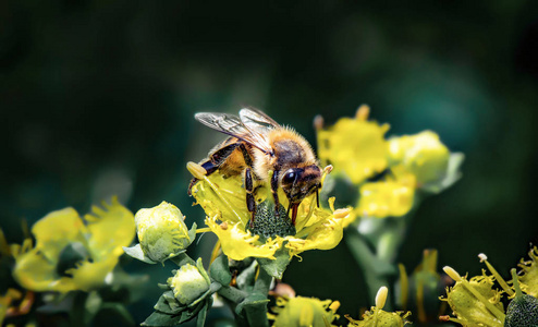 可爱的工蜂在rue的一朵黄色小花上采集食物，然后带到蜂巢。