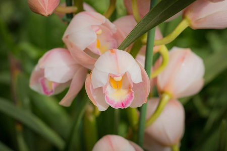 迷迭香草本花园菜园种植在苗圃蔬菜温室。