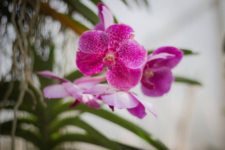 迷迭香草本花园菜园种植在苗圃蔬菜温室。