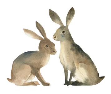 水彩插图棕色野兔夫妇分离在白色背景。 真实的森林动物素描。