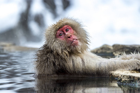 雪猴日本猕猴在日本长野吉高丹尼猴子公园享受冬天的温泉。