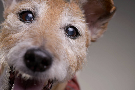 一个老可爱的杰克罗塞尔猎犬的肖像孤立在灰色背景上。