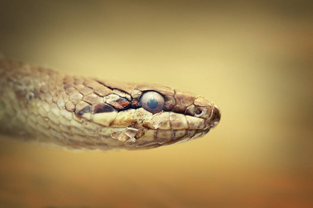 欧洲光滑蛇的肖像科罗纳奥斯特里卡