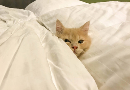小猫波斯人睡在白人的床上用品和毯子上