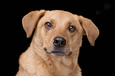一只可爱的混合品种狗的肖像孤立在黑色背景上。