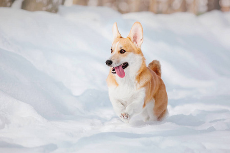 科吉狗在雪地里