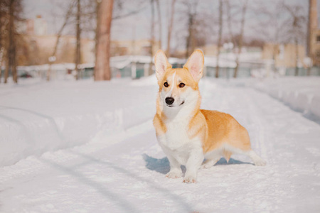 科吉狗在雪地里