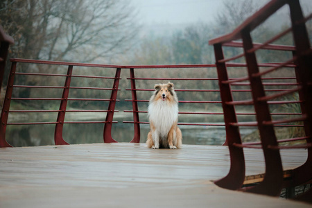 粗糙的牧羊犬