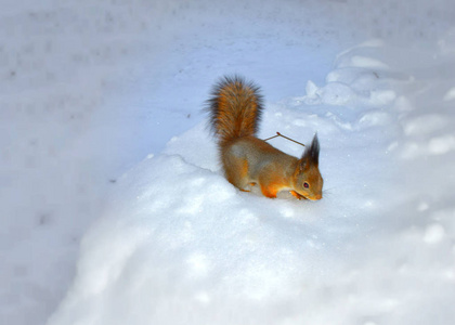 公园里雪地里的毛茸茸的松鼠图片