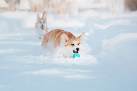 雪地里的科吉狗