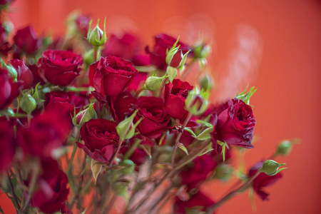情人节背景的红玫瑰