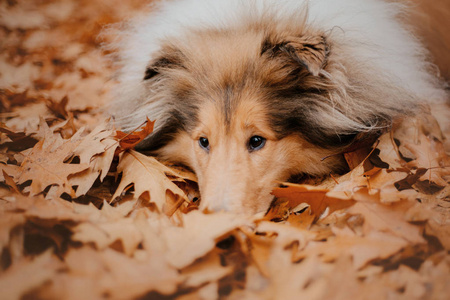 粗暴的科利犬