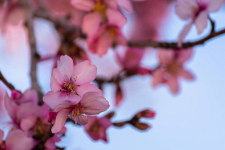关闭开花杏仁树。 美丽的杏仁花在春天的背景下开花。 美丽的自然景象。 春天的花。 美丽的果园抽象背景。