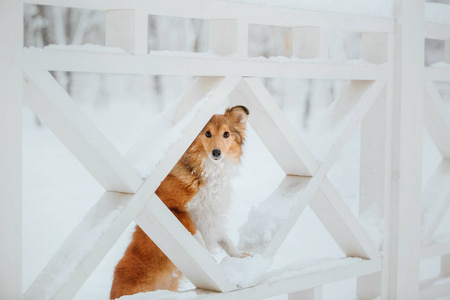 雪特兰牧羊犬在冬天。 下雪的日子。 主动狗