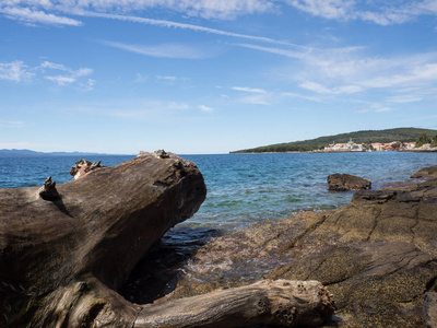 石岸观，死树躺在海岸上，瓦尔岛，克罗地亚