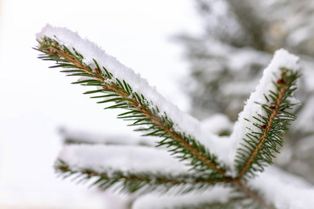 绿色云杉树枝覆盖着新鲜的白雪。 复制背景