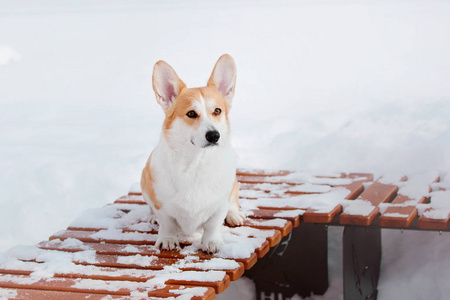 科吉狗在雪地里