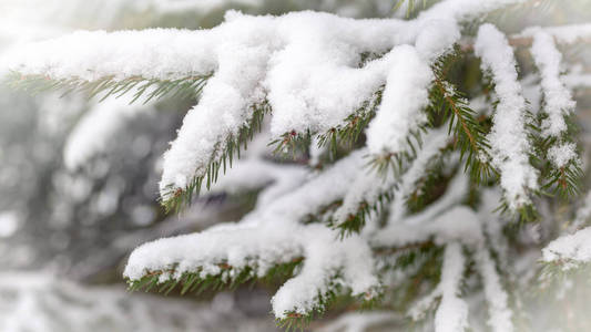 绿色云杉树枝覆盖着新鲜的白雪。 复制背景