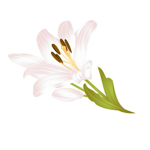 百合花白色百合花第四朵白色花朵，白色背景矢量插图可编辑手绘