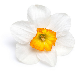 一朵水仙花，白色背景上孤立着一个黄色中心。