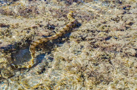 浅海鳗鱼在阳光明媚的一天里，在浅海珊瑚礁中觅食和游泳