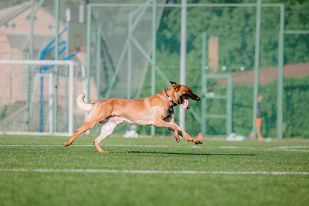 比利时牧羊犬伊利诺伊州