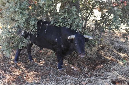 西班牙公牛在奇观中